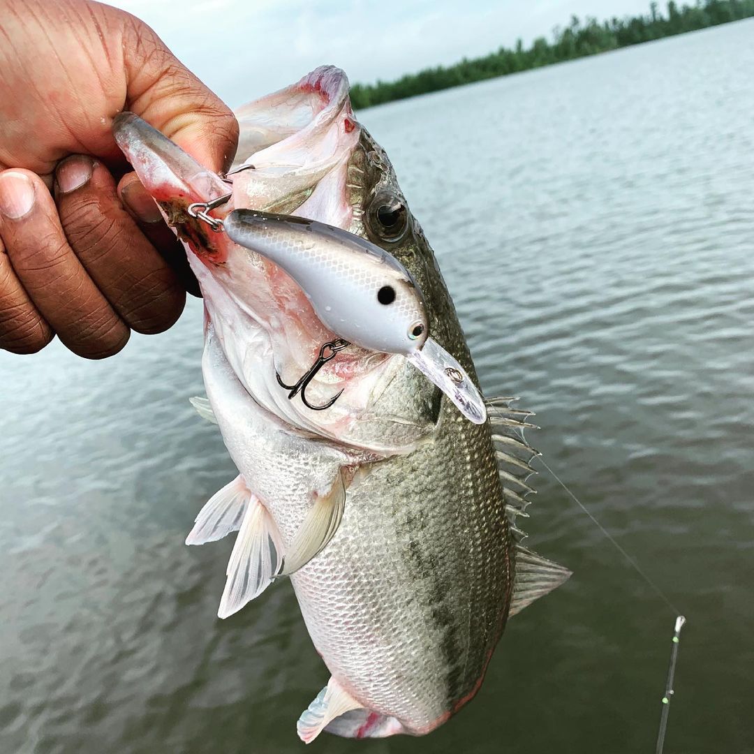 Échale un ojo al nuevo catálogo de señuelos Bomber B08A modificados en  colores únicos ideales para pesca de róbalos y otras especies